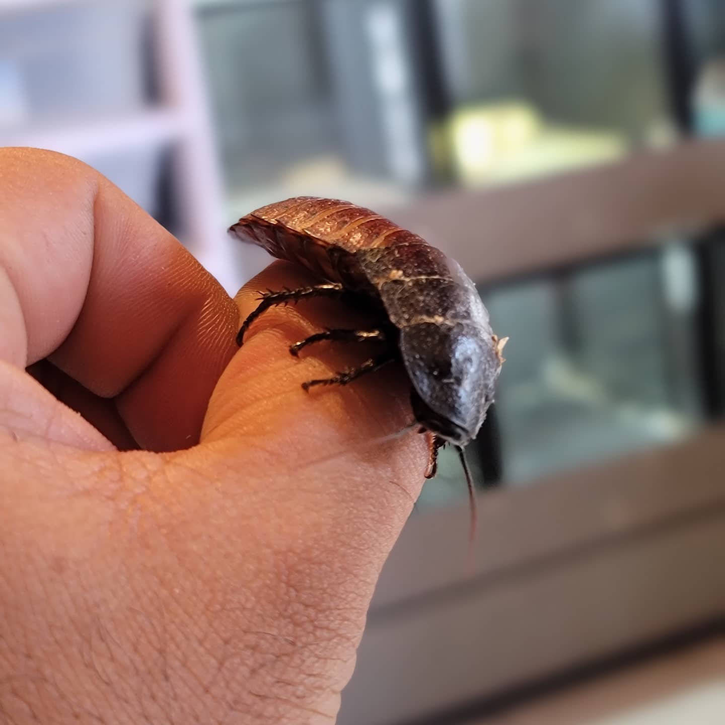 Friendly - La cucaracha gigante de Madagascar (Gromphadorhina ...