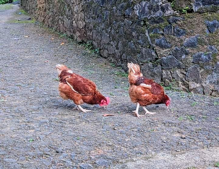 Golden Feather Farms | Kegalle