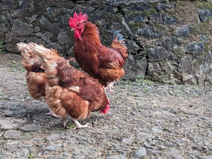 Golden Feather Farms | Kegalle
