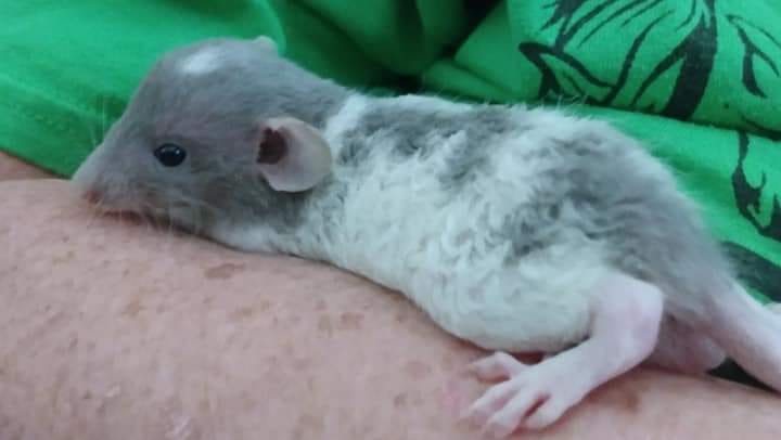 North Oklahoma Rat Breeder... - North Oklahoma Rat Breeder