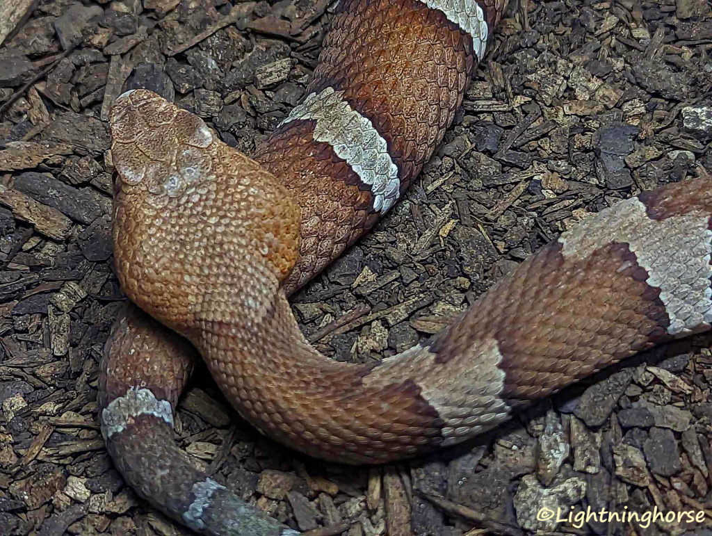 The Rattlesnake Museum | Albuquerque NM