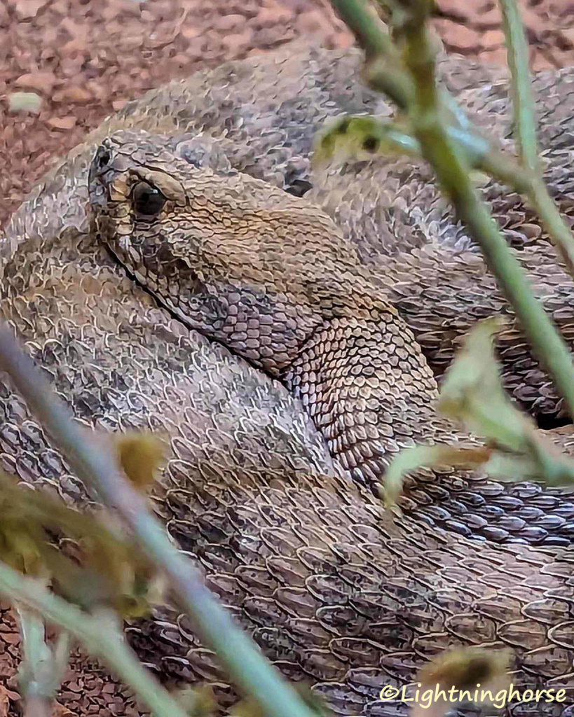 The Rattlesnake Museum | Albuquerque NM