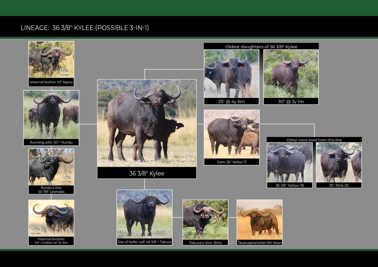 Romaco Ranch - Game Breeders