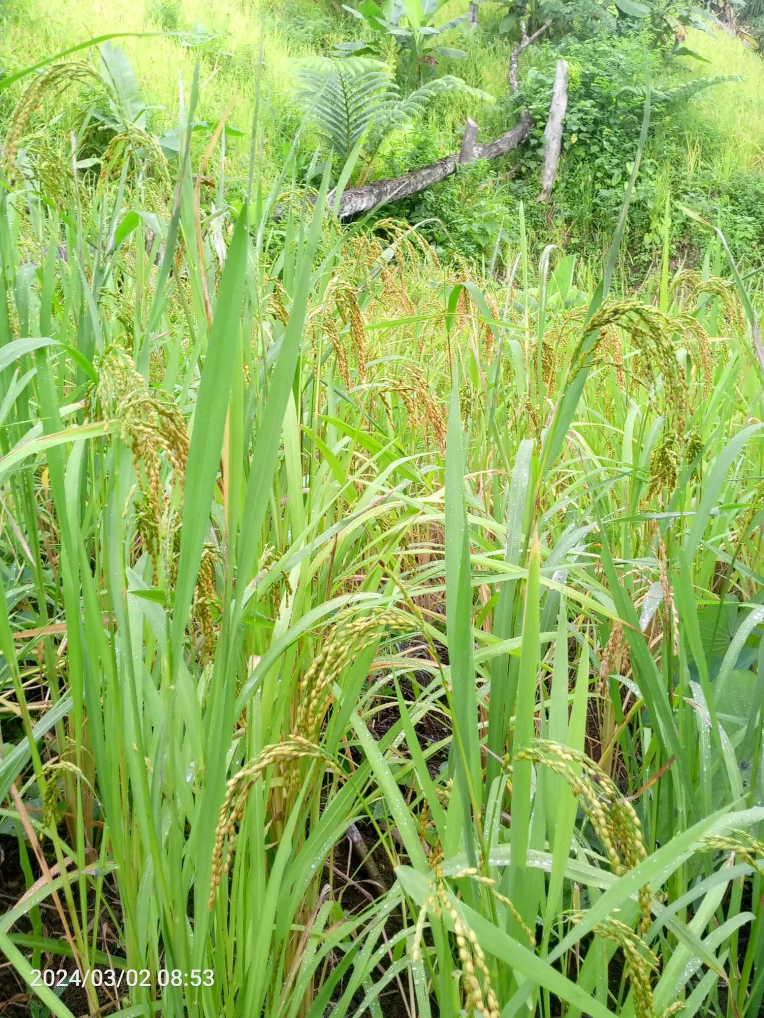 Upland Rice Farming in... - Office of the Municipal Agricultural ...