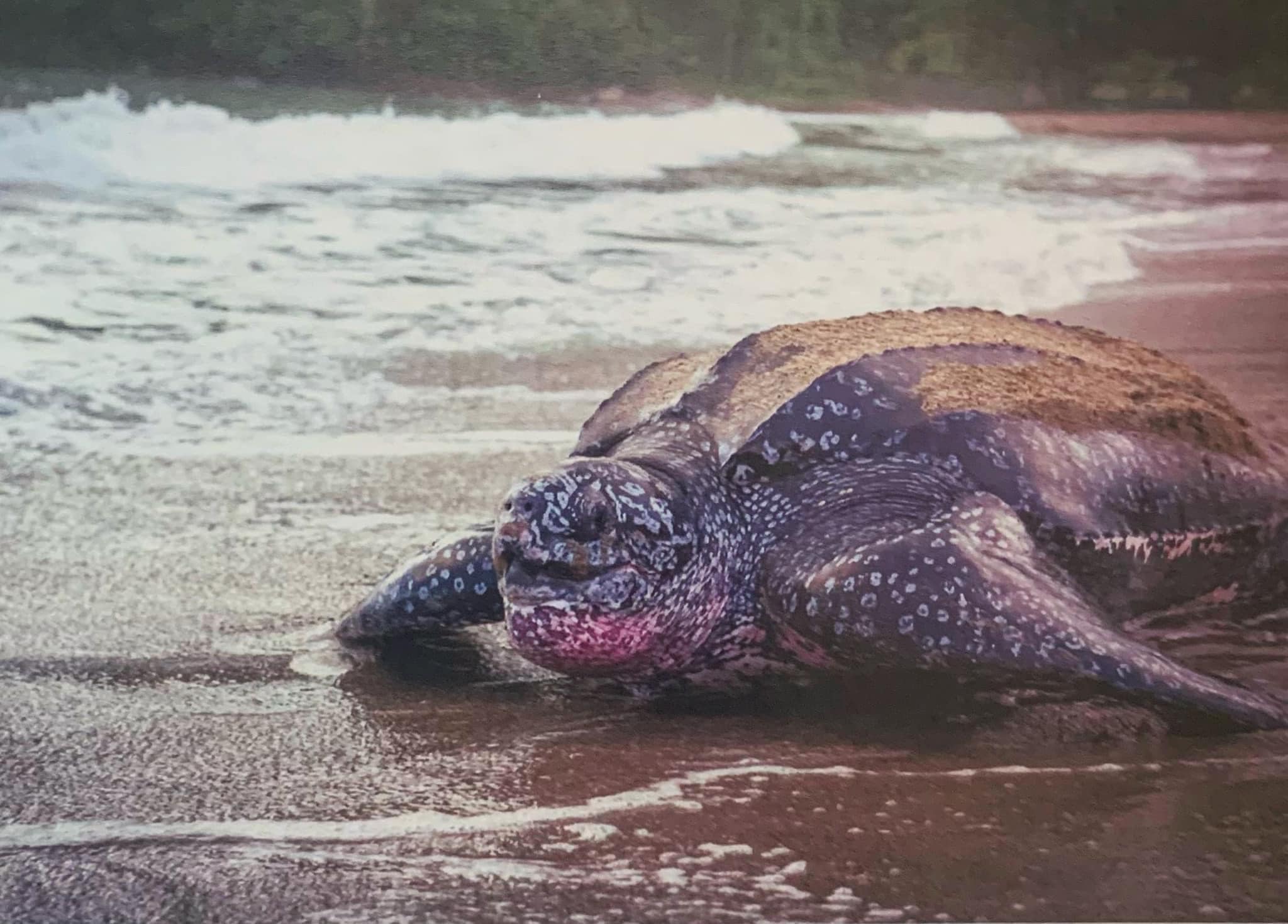 National - #WorldTurtleDay Did you know that Trinidad & Tobago is the ...