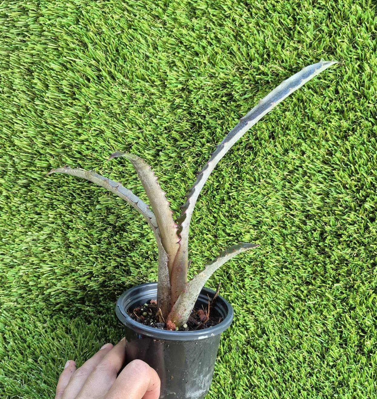 Hohenbergia 'Ouchi' bromeliad plant characteristics