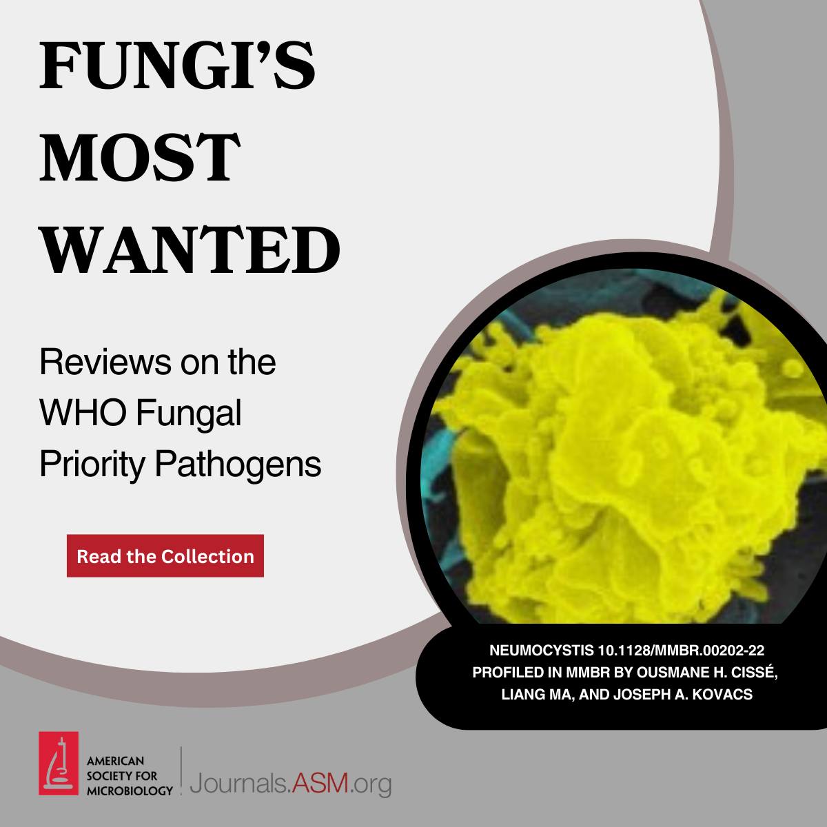 American - The #WHO Fungal Priority Pathogens are on the loose! Be on ...