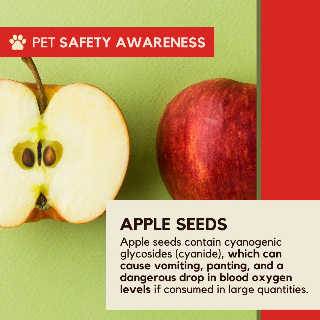Apple picking season is upon us! Just remember if you are sharing your apple with your dog, make sure to remove the seeds! Apple seeds contain cyanide, which can be harmful if
