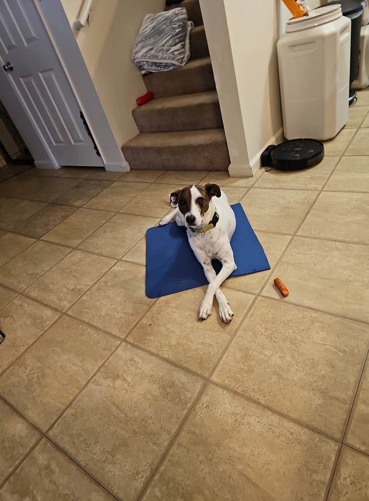 Dogs On Repeat | Norfolk VA