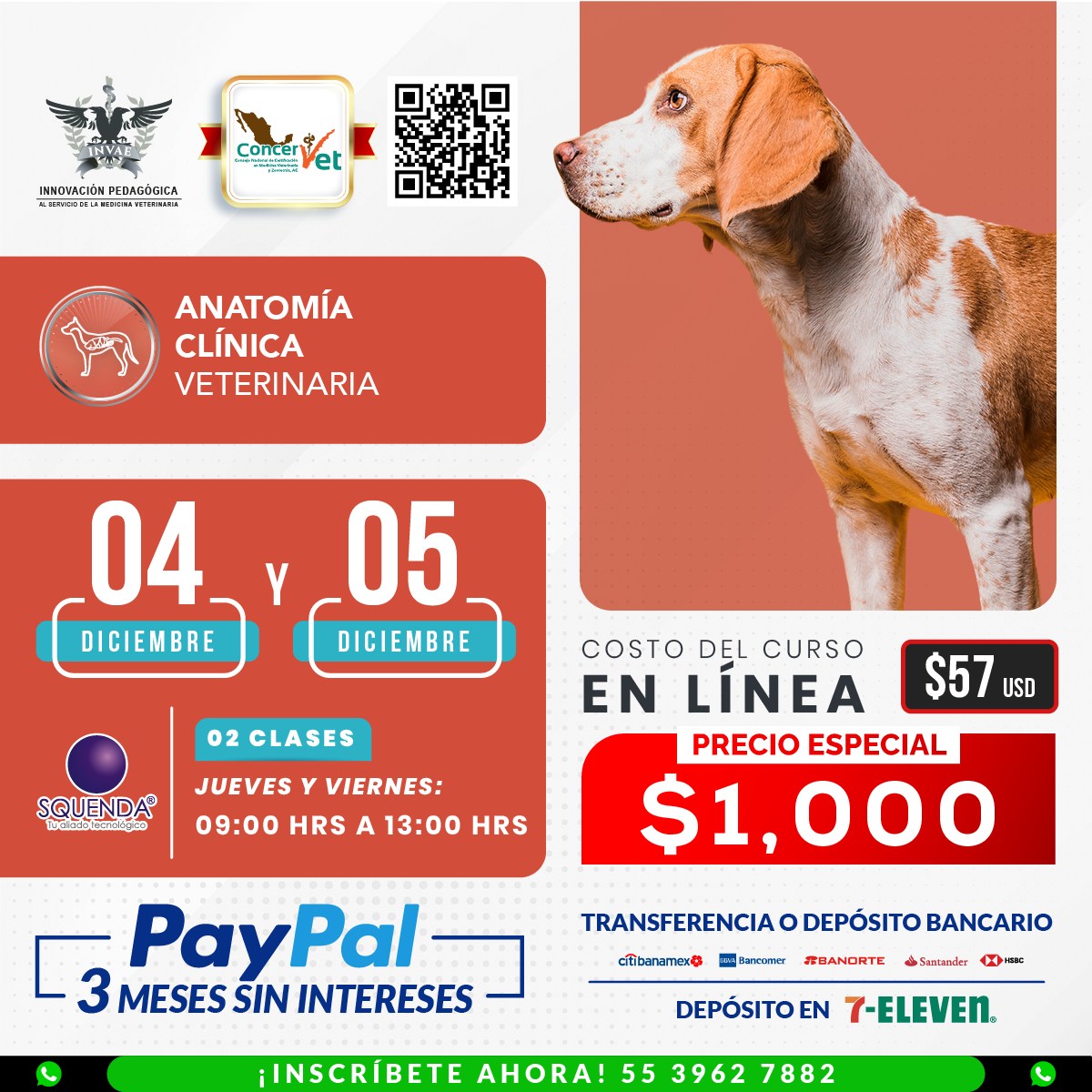 INVAE - COMPLICACIONES COMUNES EN PIOMETRA EN PERRAS 🐶🔴 La piometra es ...