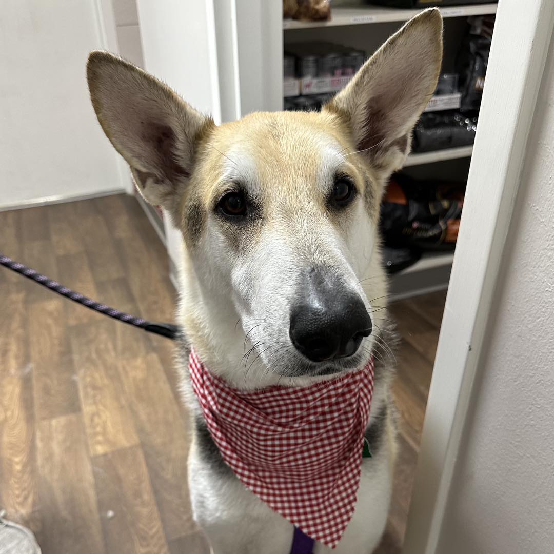 🐾 Duke looking so handsome in his... - Pitard Animal Clinic