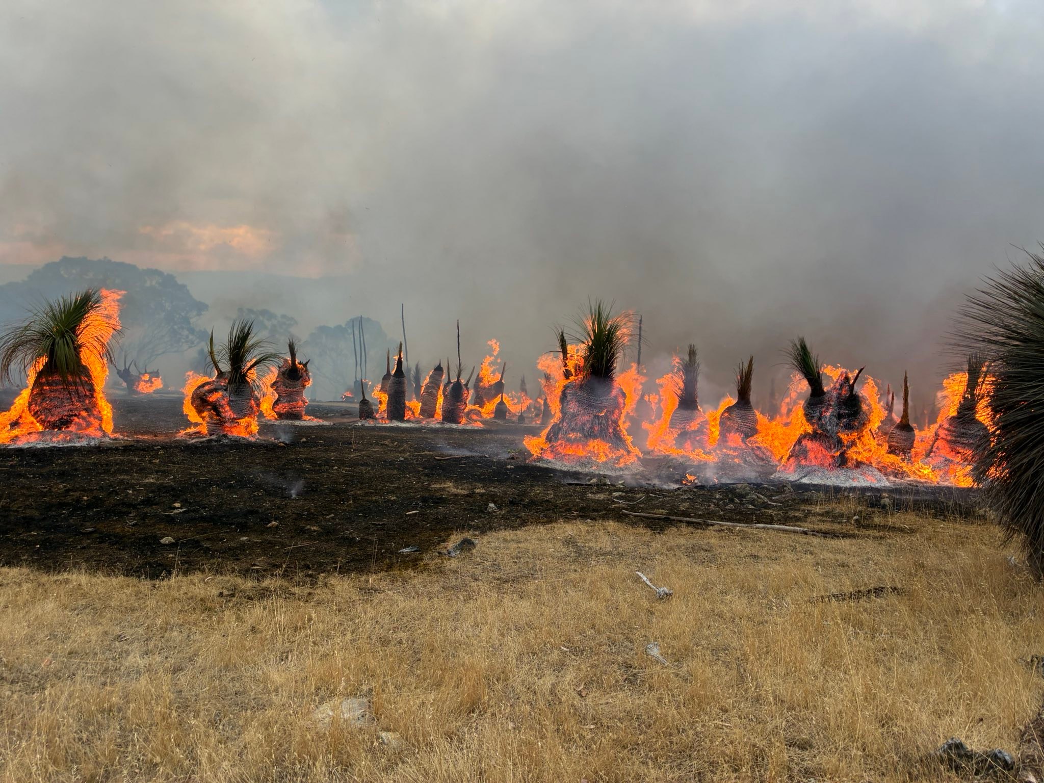 Willunga Country Fire... - Willunga Country Fire Service