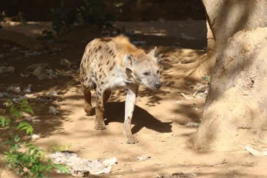 Visite réserve de bandia chez... - Welcom excursions Sénégal