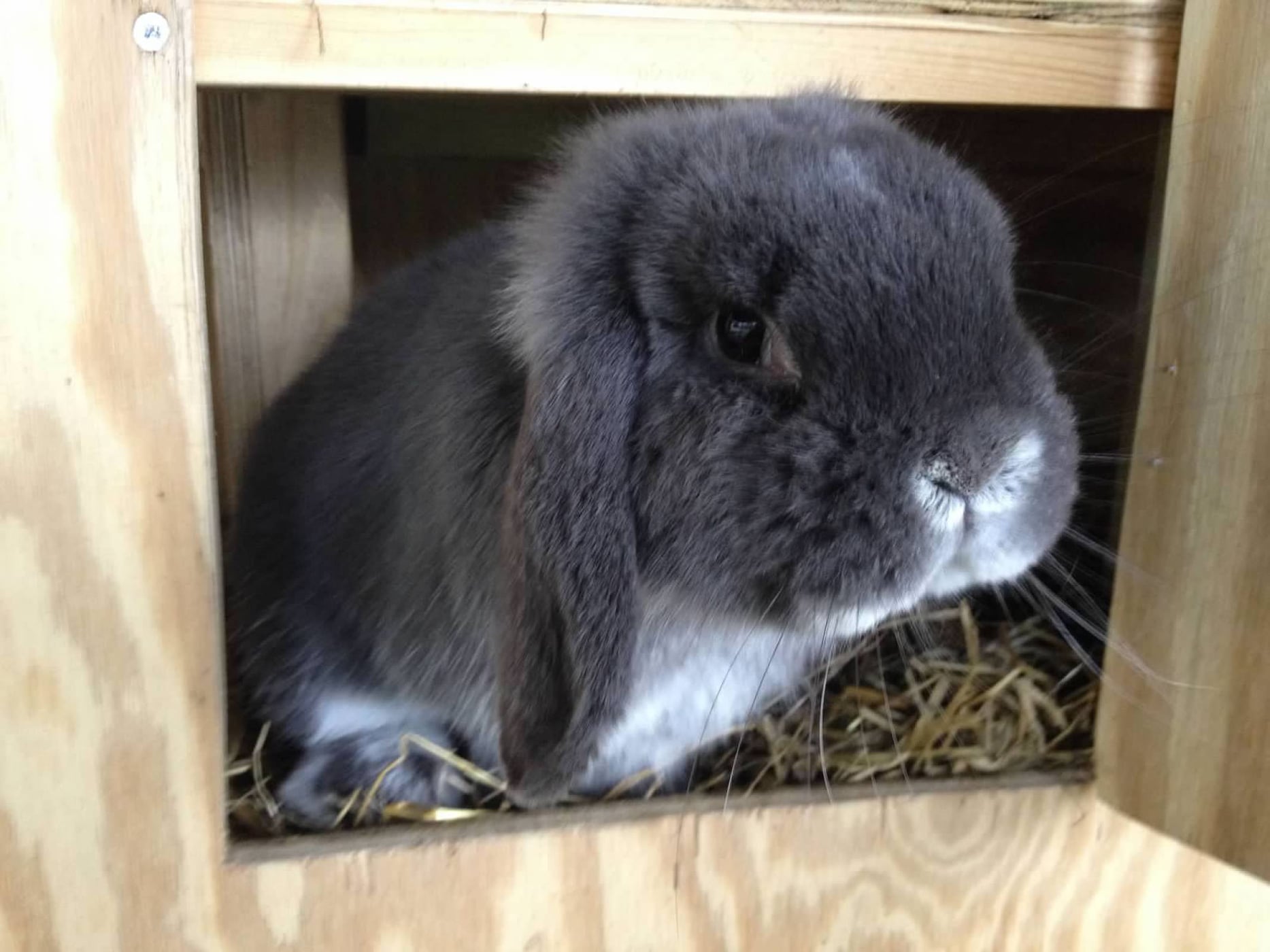 The Loppy Bunny