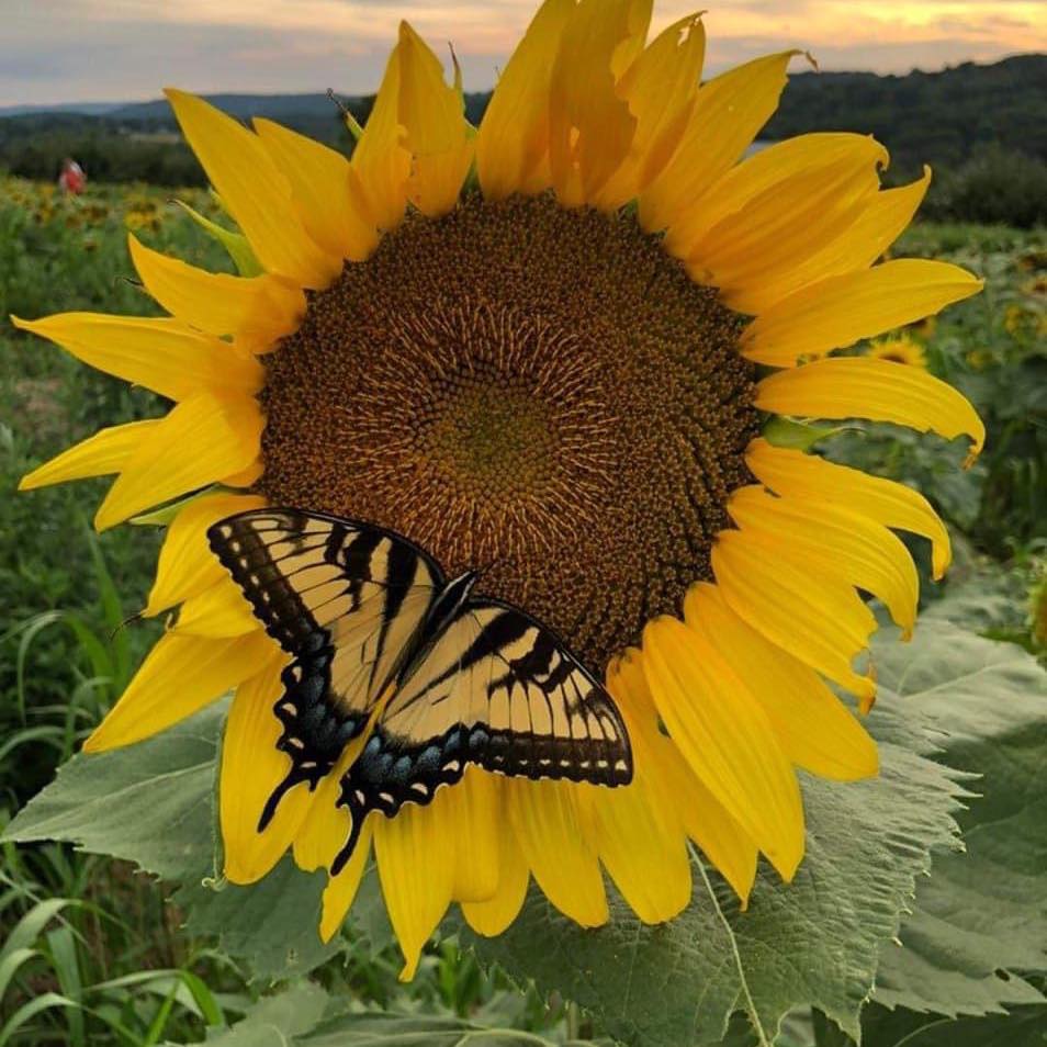 It’s festival day! 10-5 today... - Hausman's Fruit Farm | Facebook