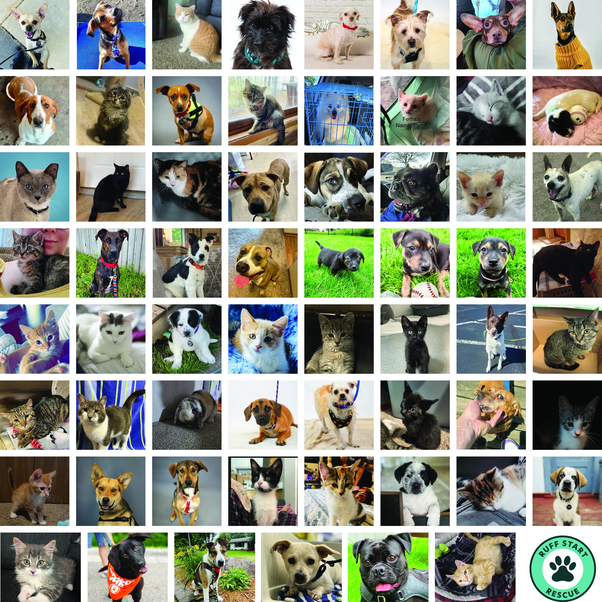 Ruff - These cuties all met their new families the week of June 23rd ...