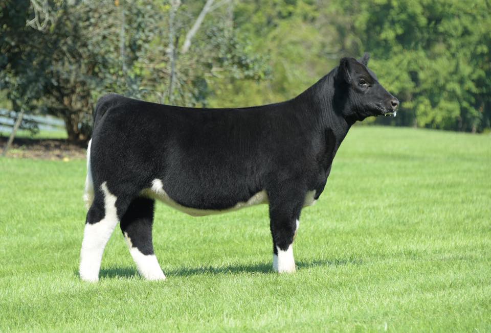 ️Only 1.5 hours from KILE! ️... - Butler Farms Show Cattle | Facebook