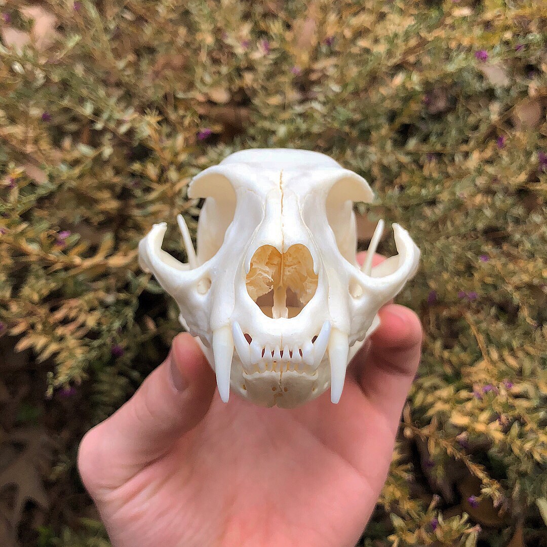 Asian palm civet skull articulation process