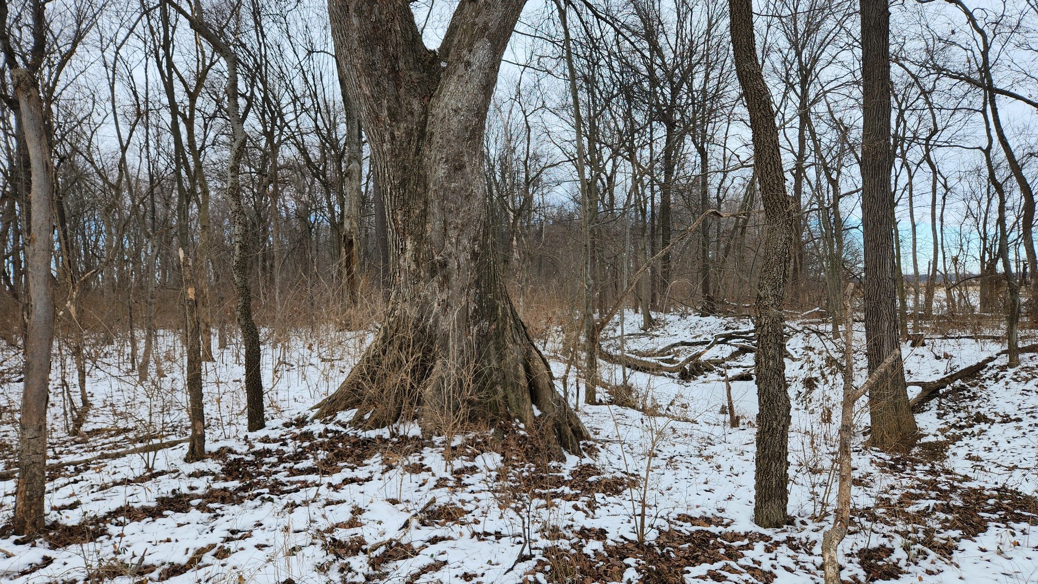 Big Tree Seekers | Very large elm tree | Facebook