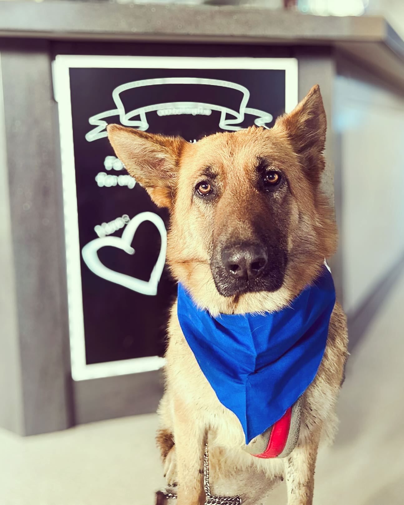 Roxy giving us SERIOUS puppy dog... - Faxbridge Veterinary | Facebook
