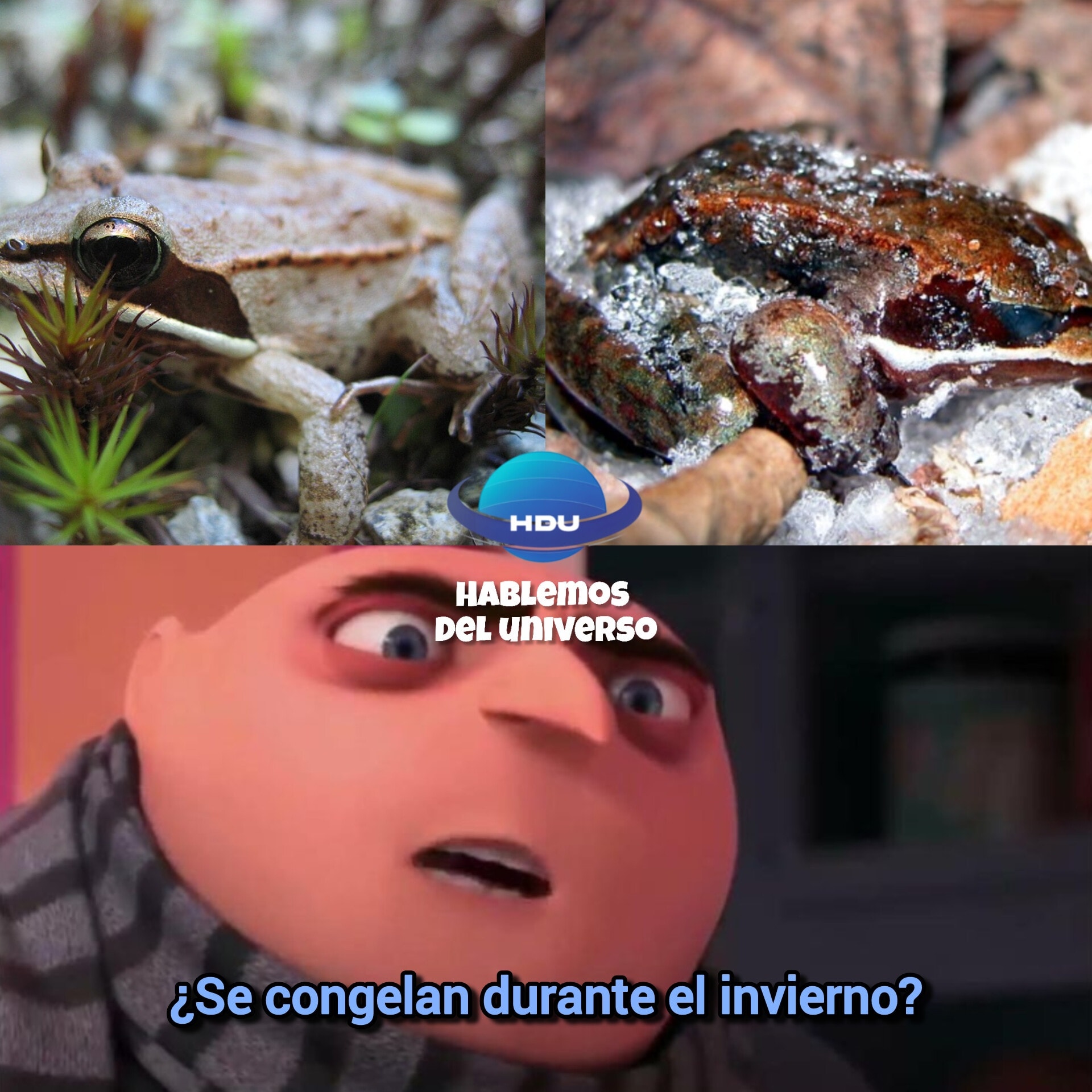 Hablemos - La rana del bosque de Alaska (Rana sylvatica) protagoniza ...