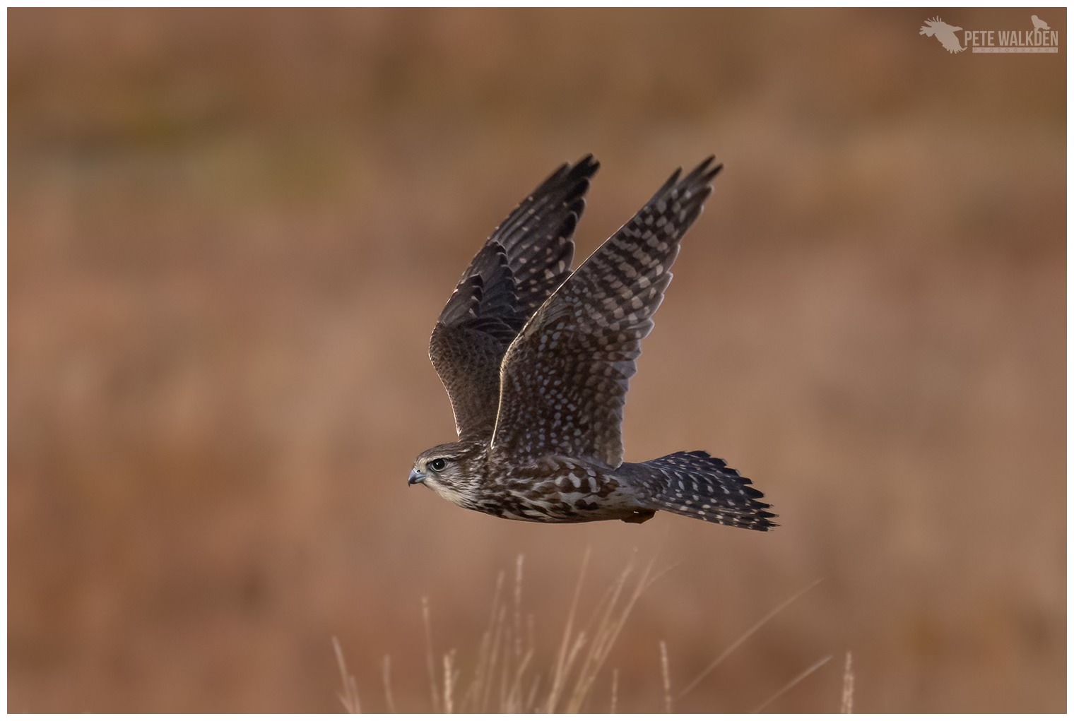 Pete - Gorgeous light, stunning little raptor. I spotted this merlin ...