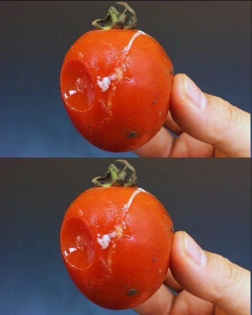 Seafood Recipes | Don't throw away rotten tomatoes | Facebook