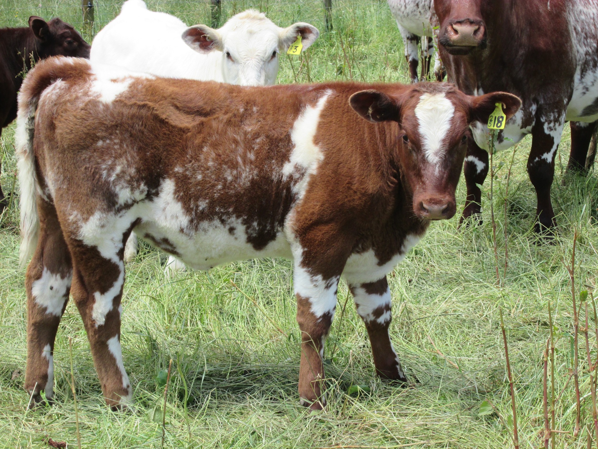 Mt Ronga Shorthorns