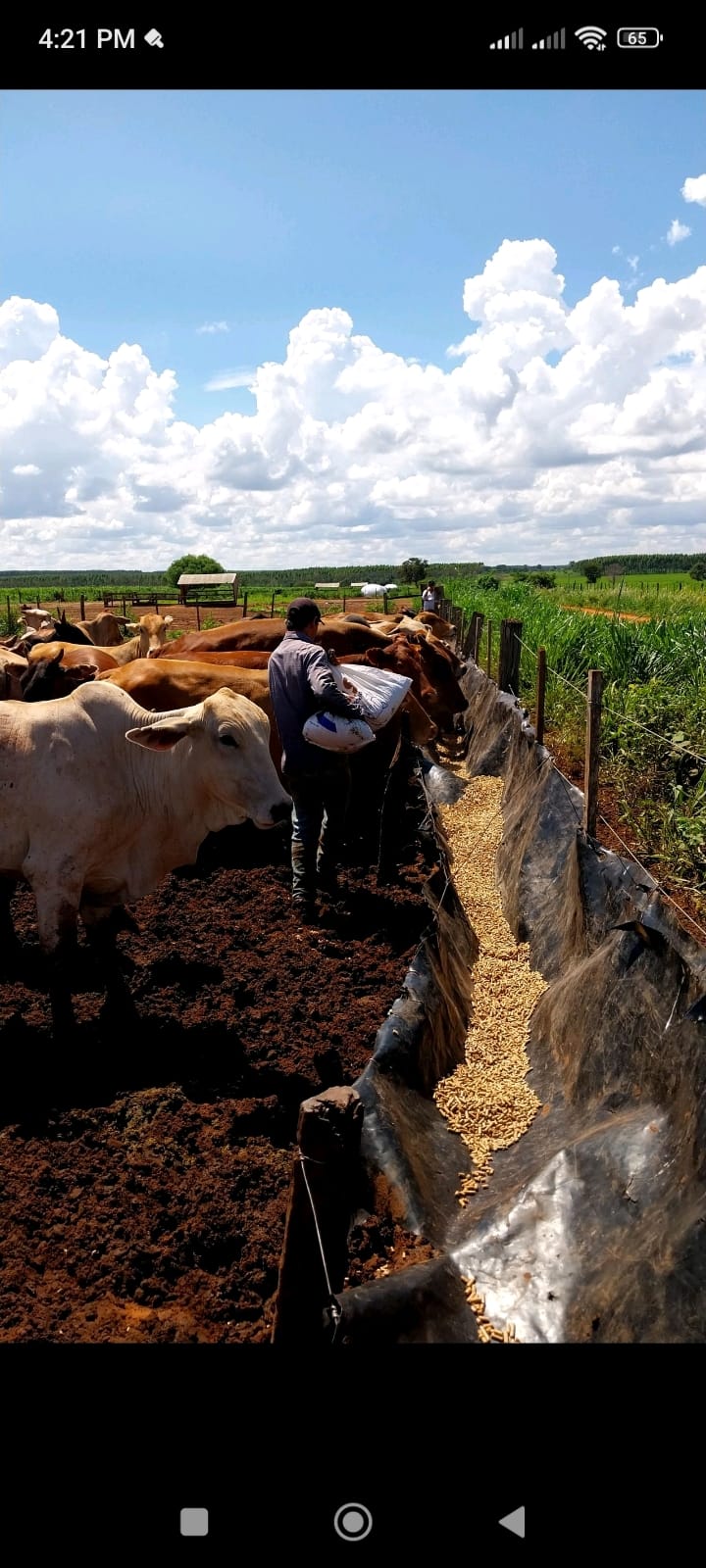 Ynambu Agropecuaria - Página | Piribebuy