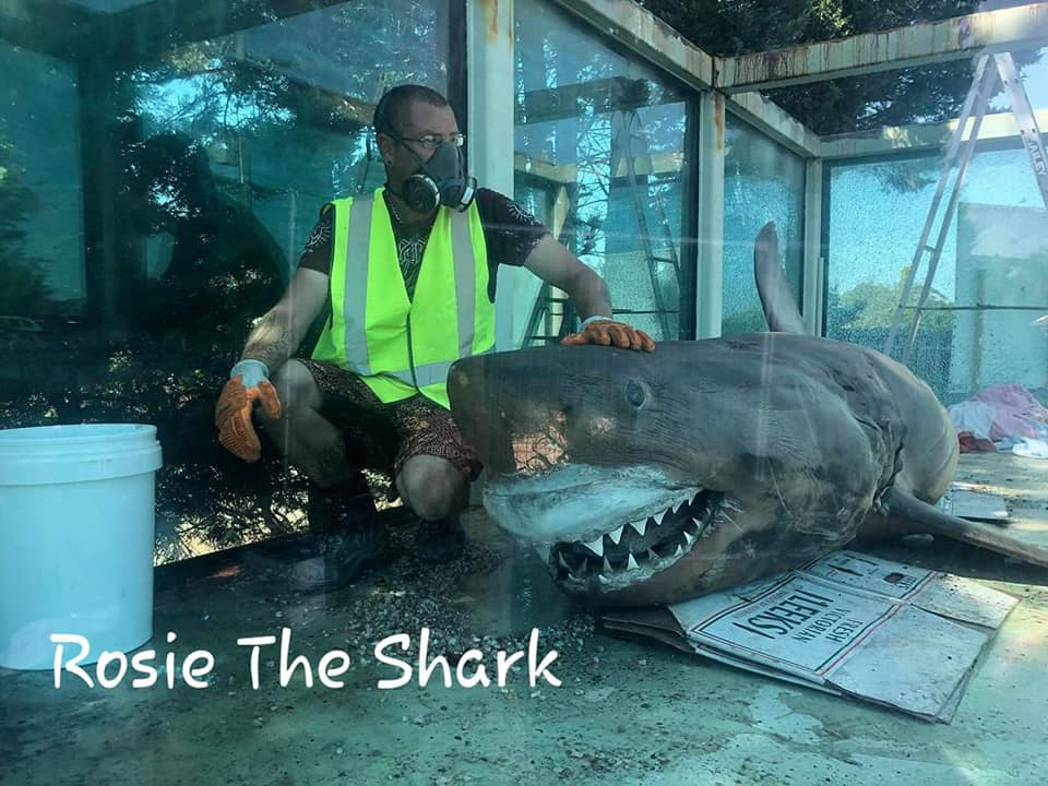 Rosie The Shark Hello Everyone Shane Mcalister Here I Facebook