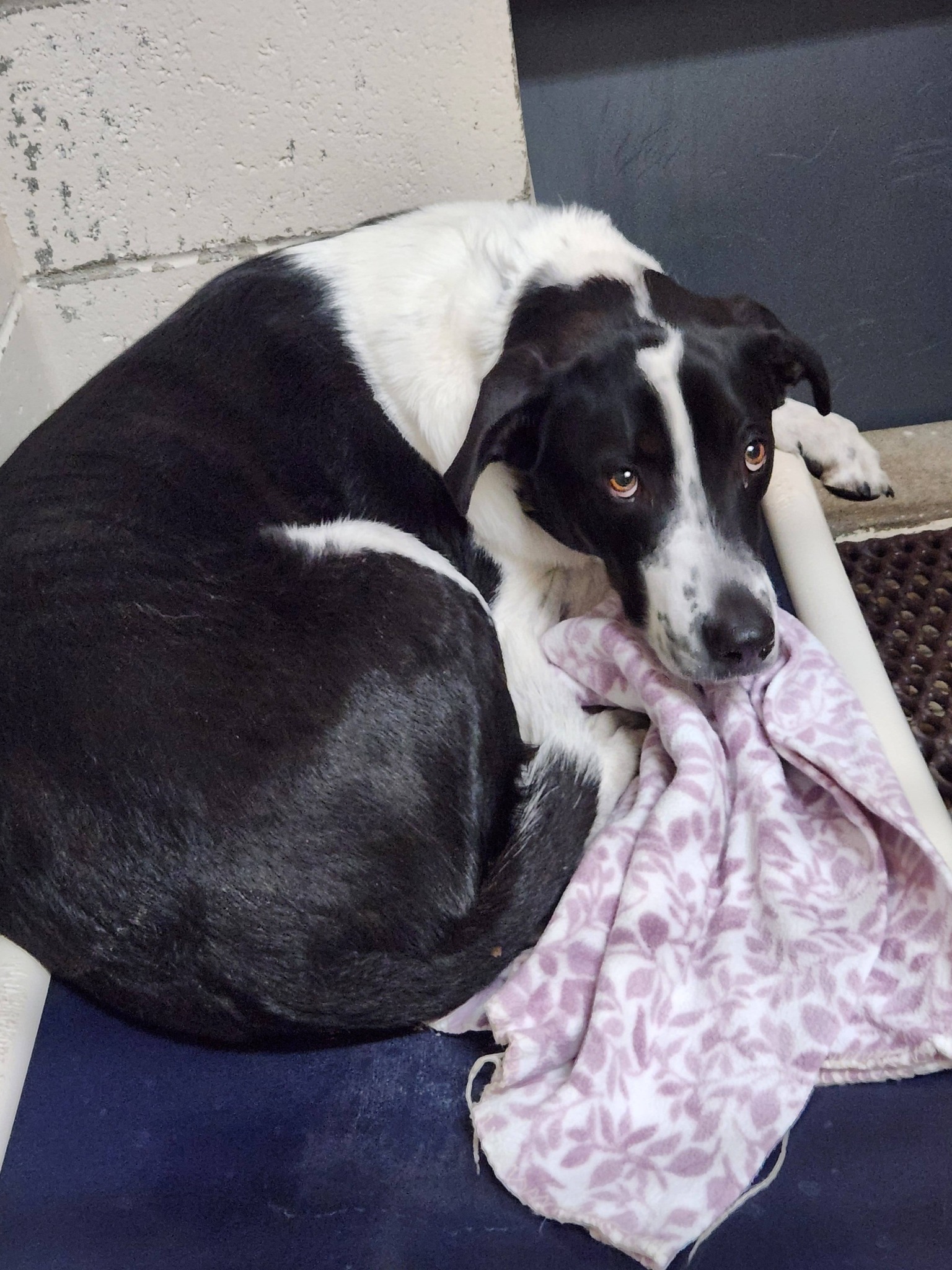Jane's Journey Home for... - Jane's Journey Home for Dogs