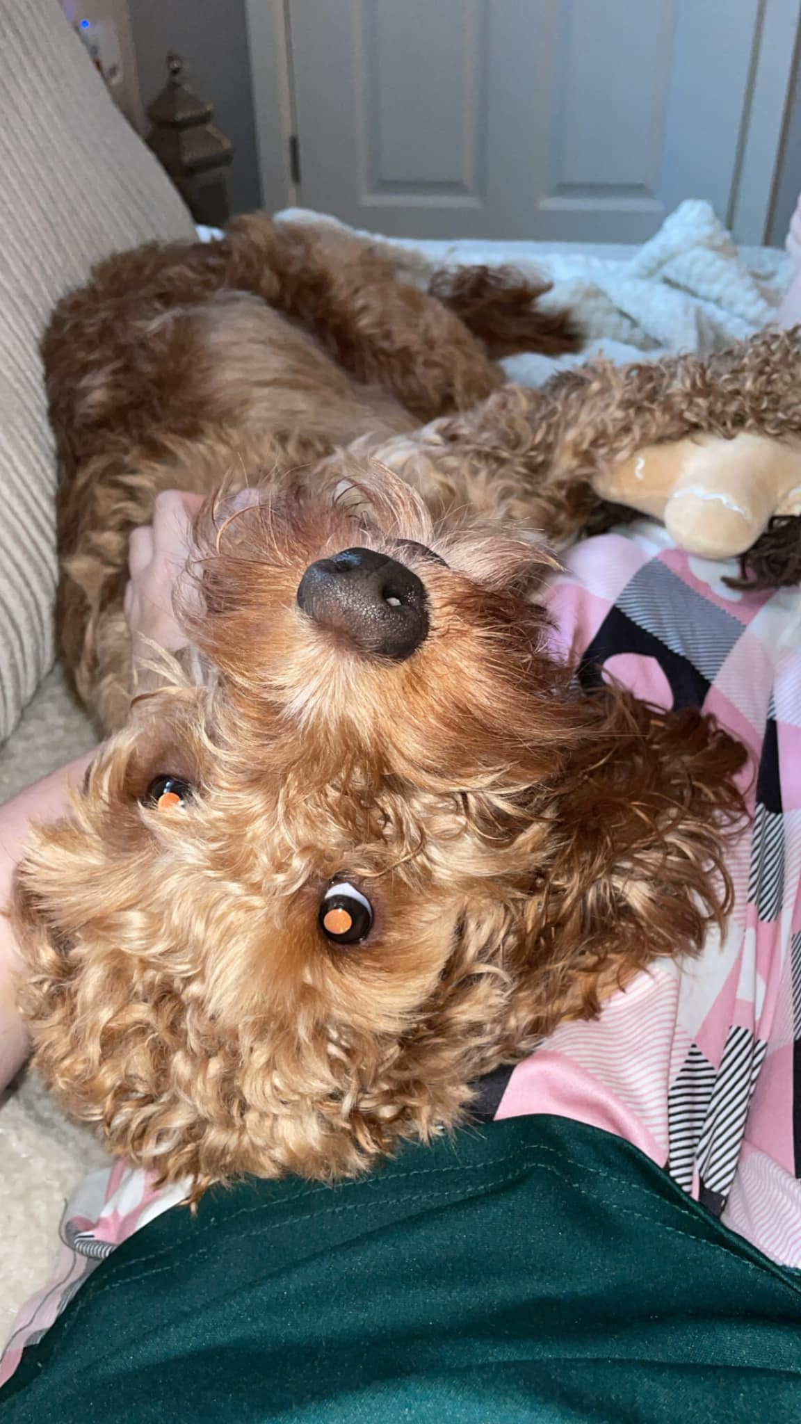 Cockapoo Owners | Facebook
