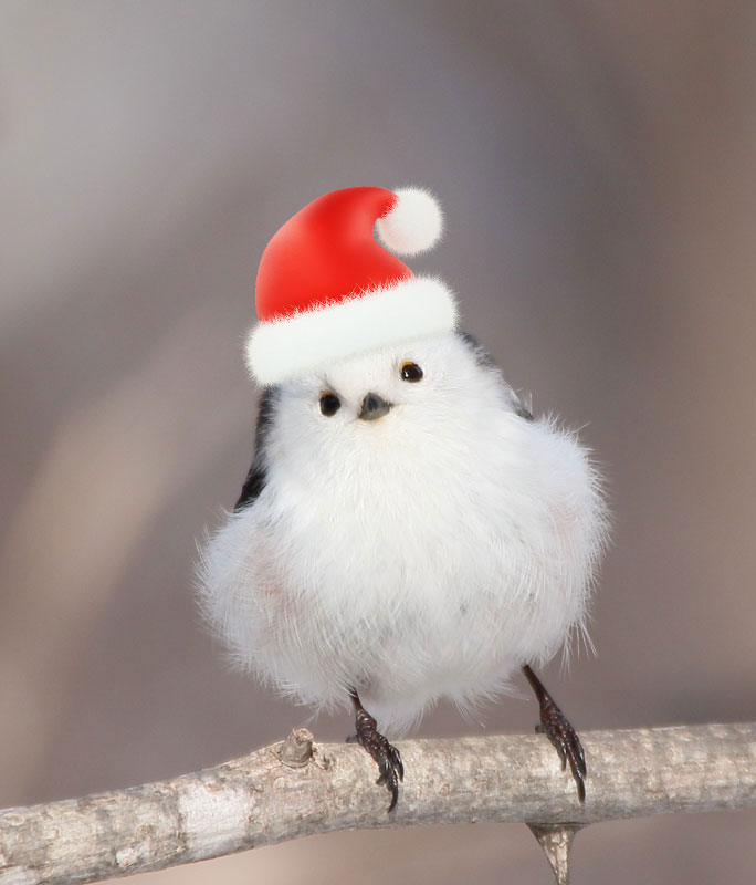 メリークリスマス🎄🎅🏻🦌