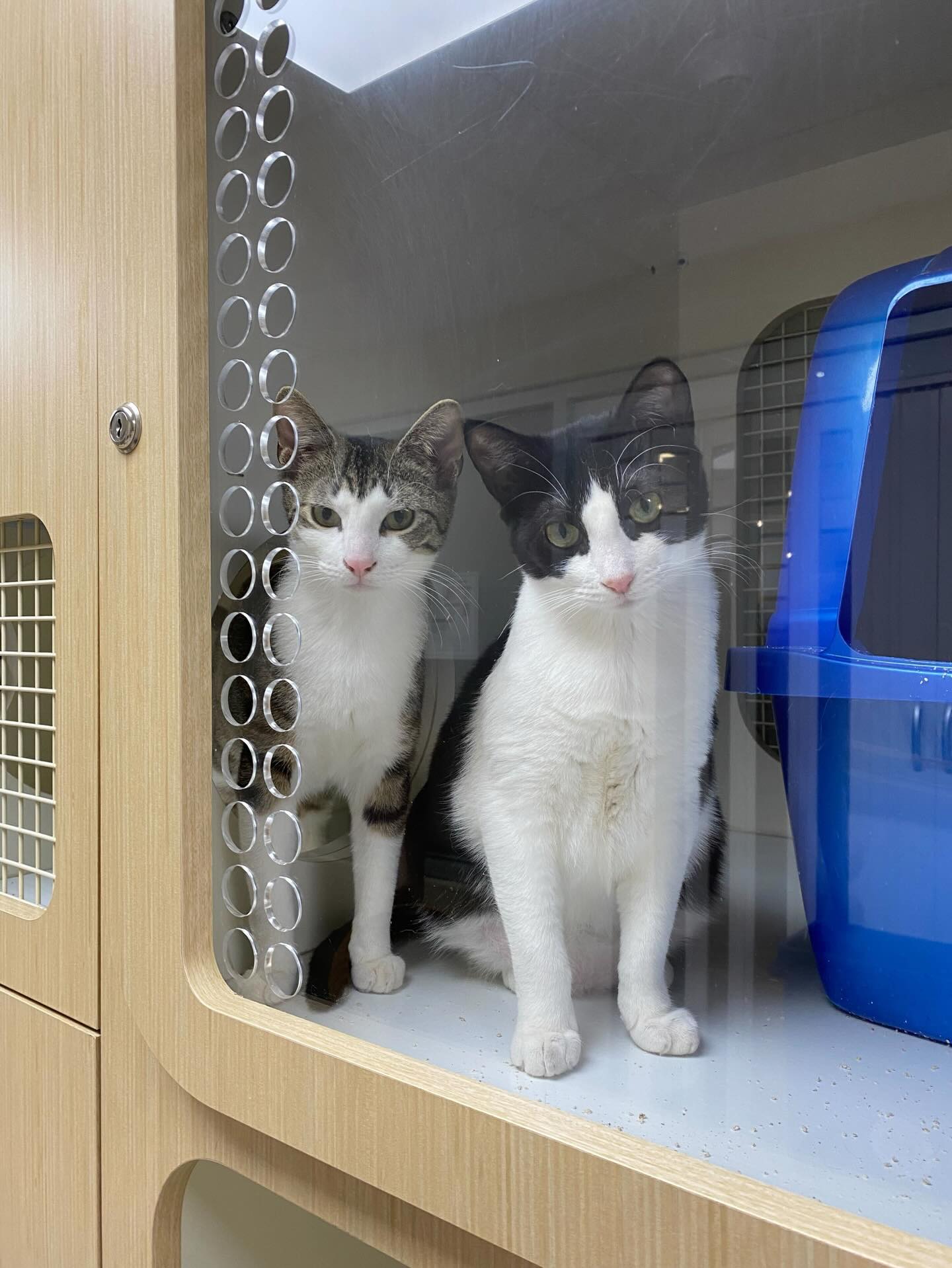 🏈 Super Bowl Boxes... - Northport Cat Rescue Association | Facebook