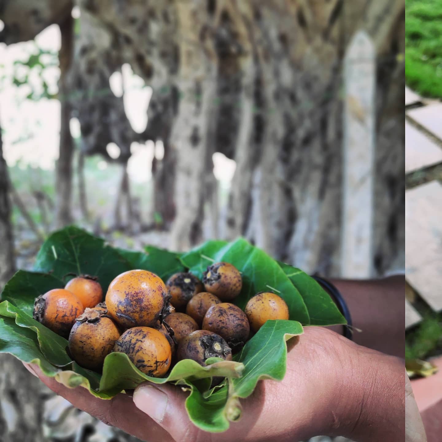 Tembru Fruit Tendu is a wild fruit... - Palash Villa Homestay | Facebook