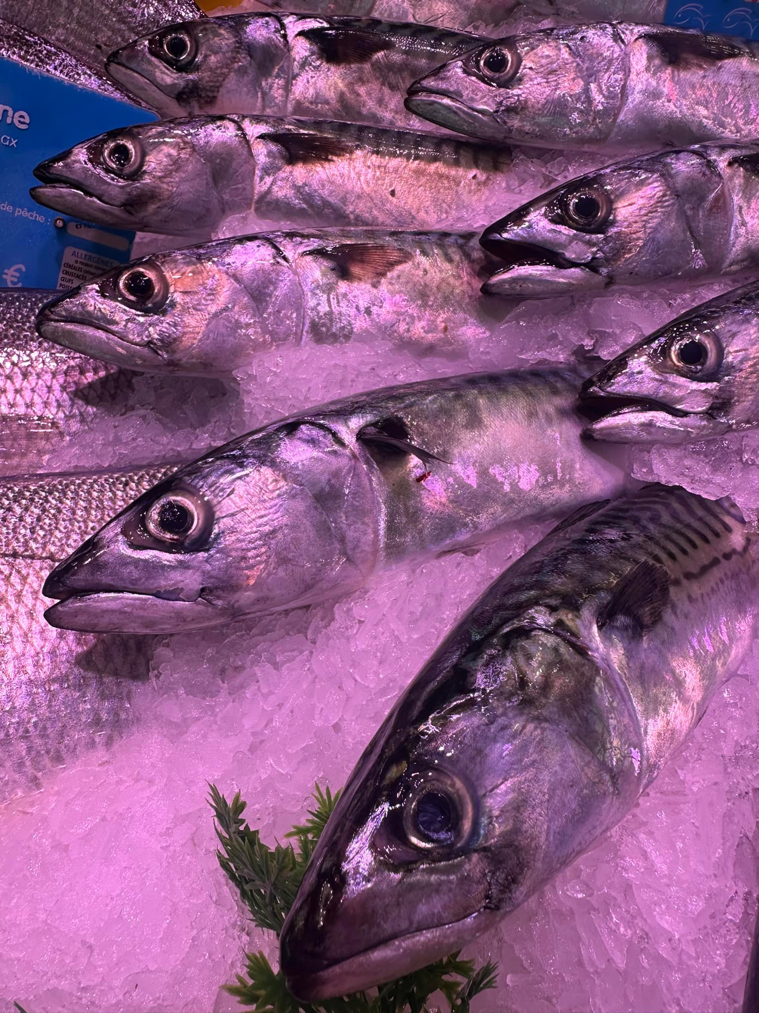 Poissonnier Pellat Andernos _ Poissonnerie Andernos – IRMT