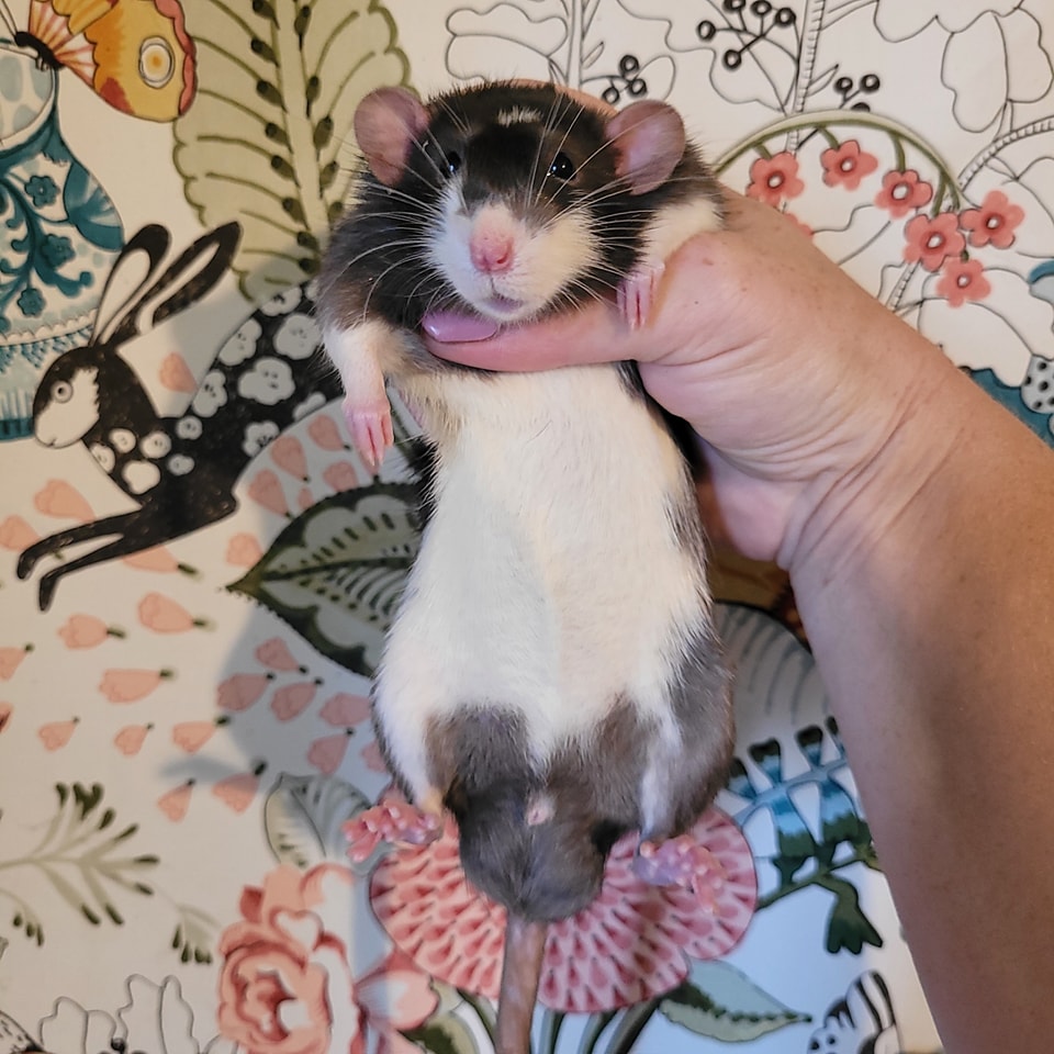 RiffRaff Rex Rattery