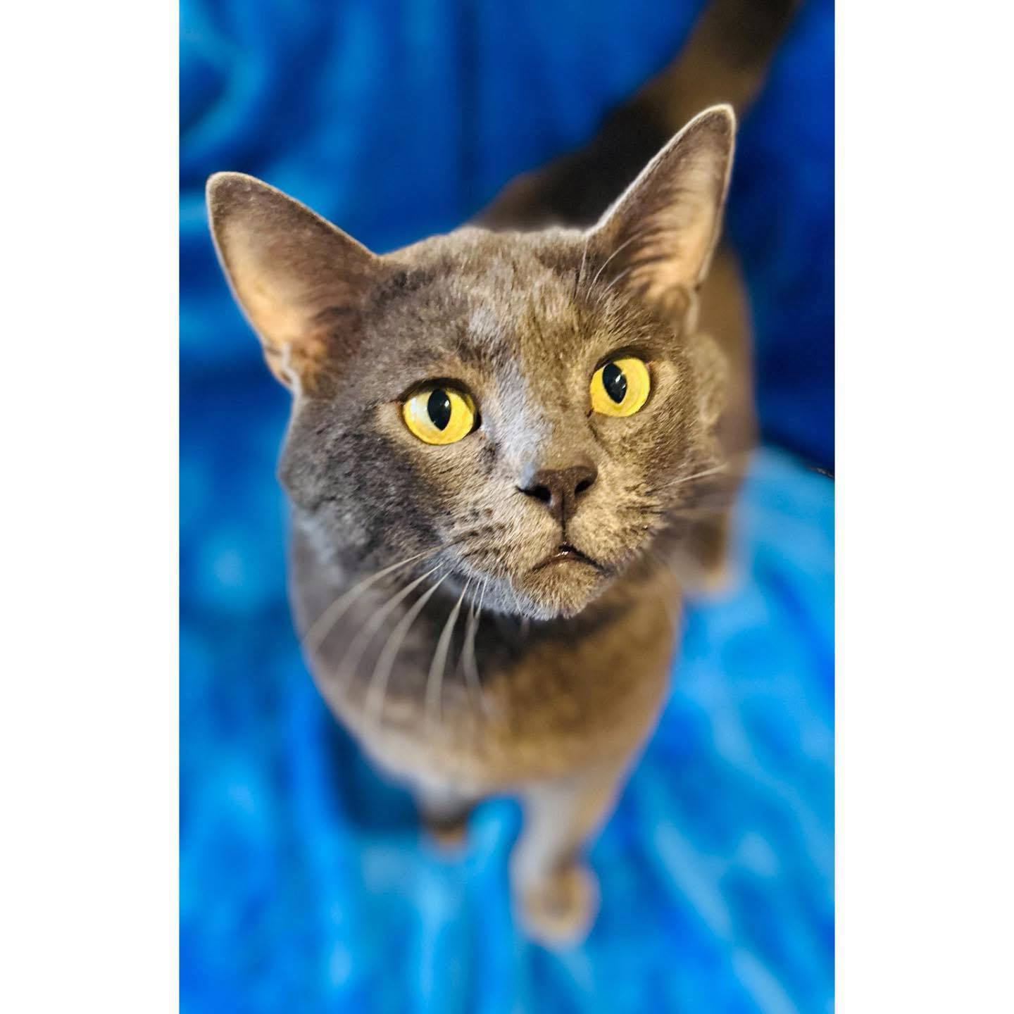 🏎️😺 MEET PURRRCY 😺🏎️ Hello there.... - Perth Rescue Angels | Facebook