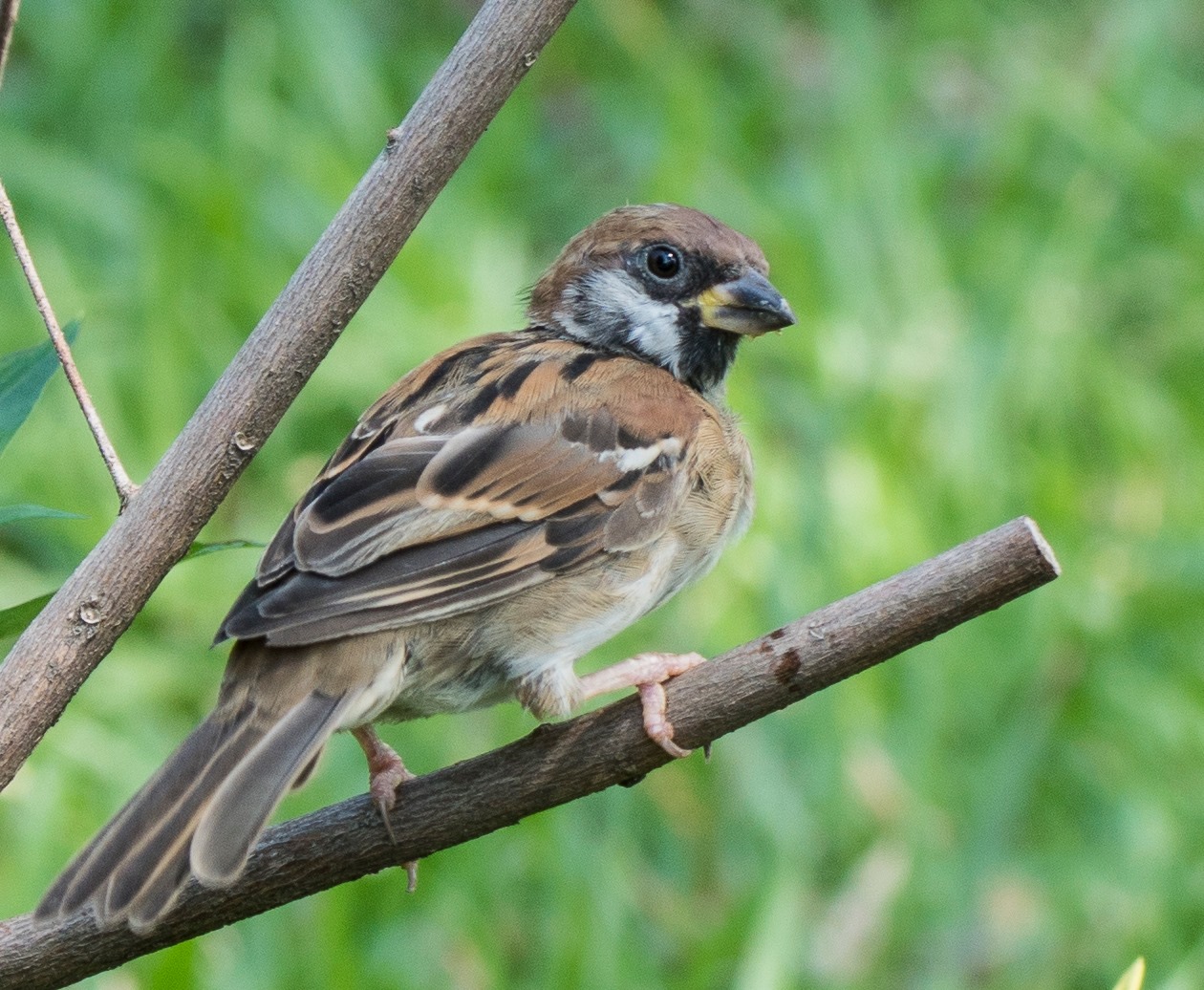 First trial with Tamron SP 150-600mm lens on Sony A99 ii
