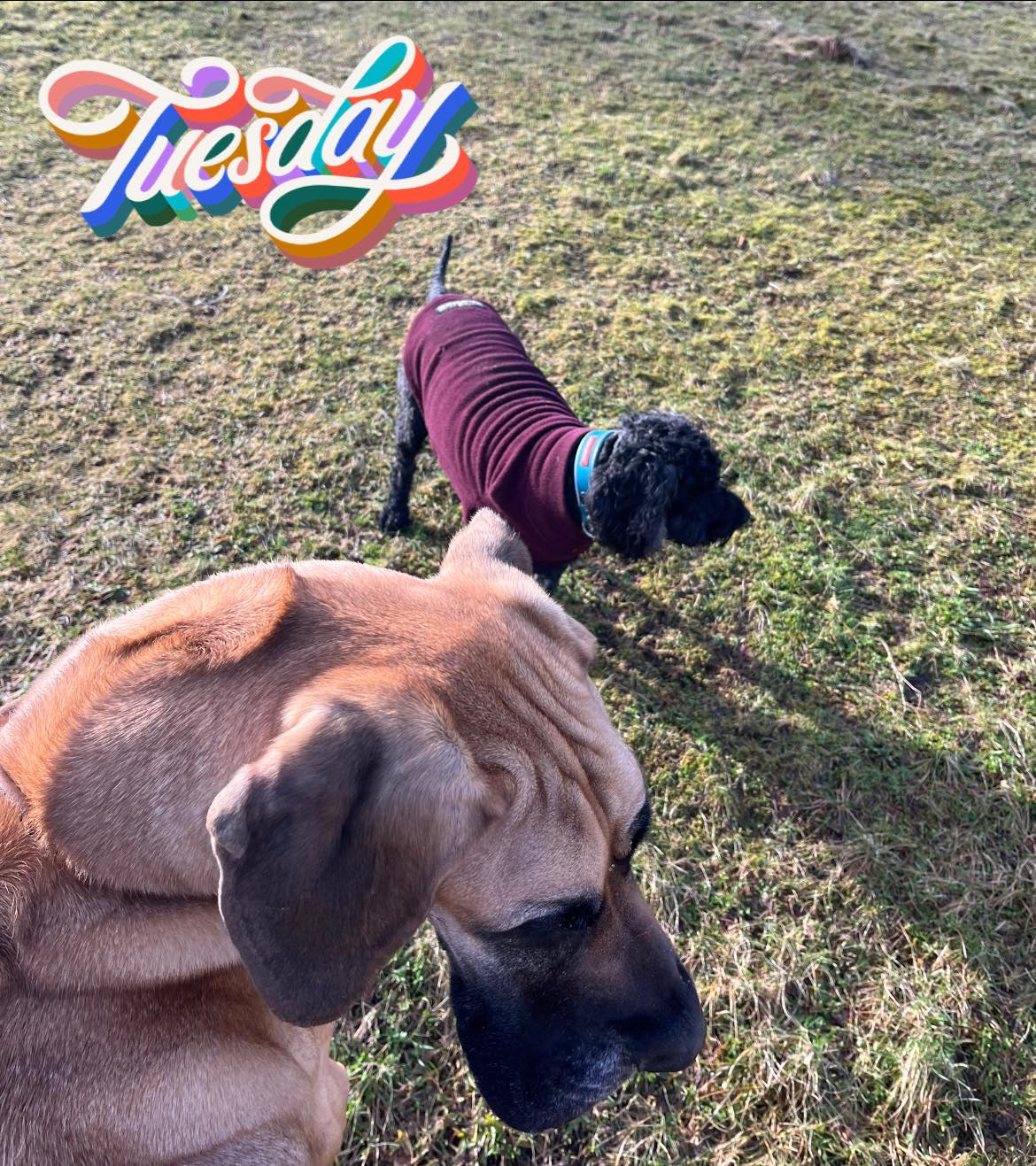 Campsie K9 - Coco was back after her diagnosis of Addisons...