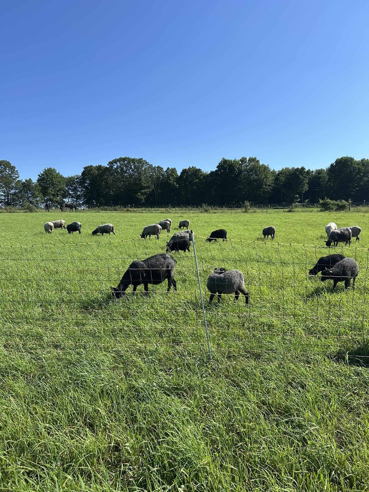 Lone Pine Farm Gotlands | Stillwater PA