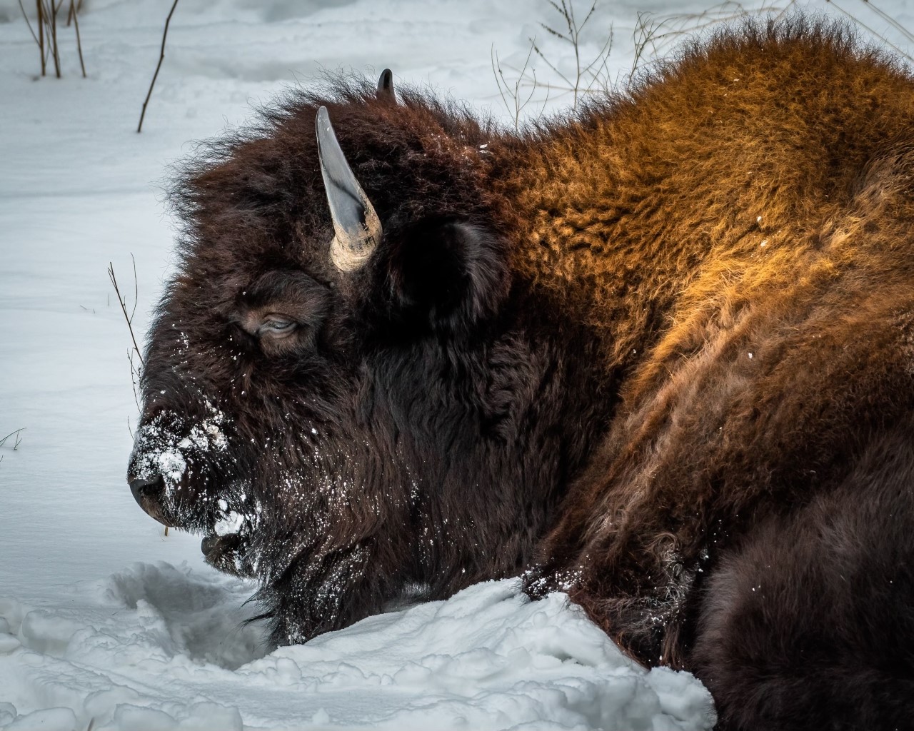 The largest native land... - Kenai National Wildlife Refuge | Facebook