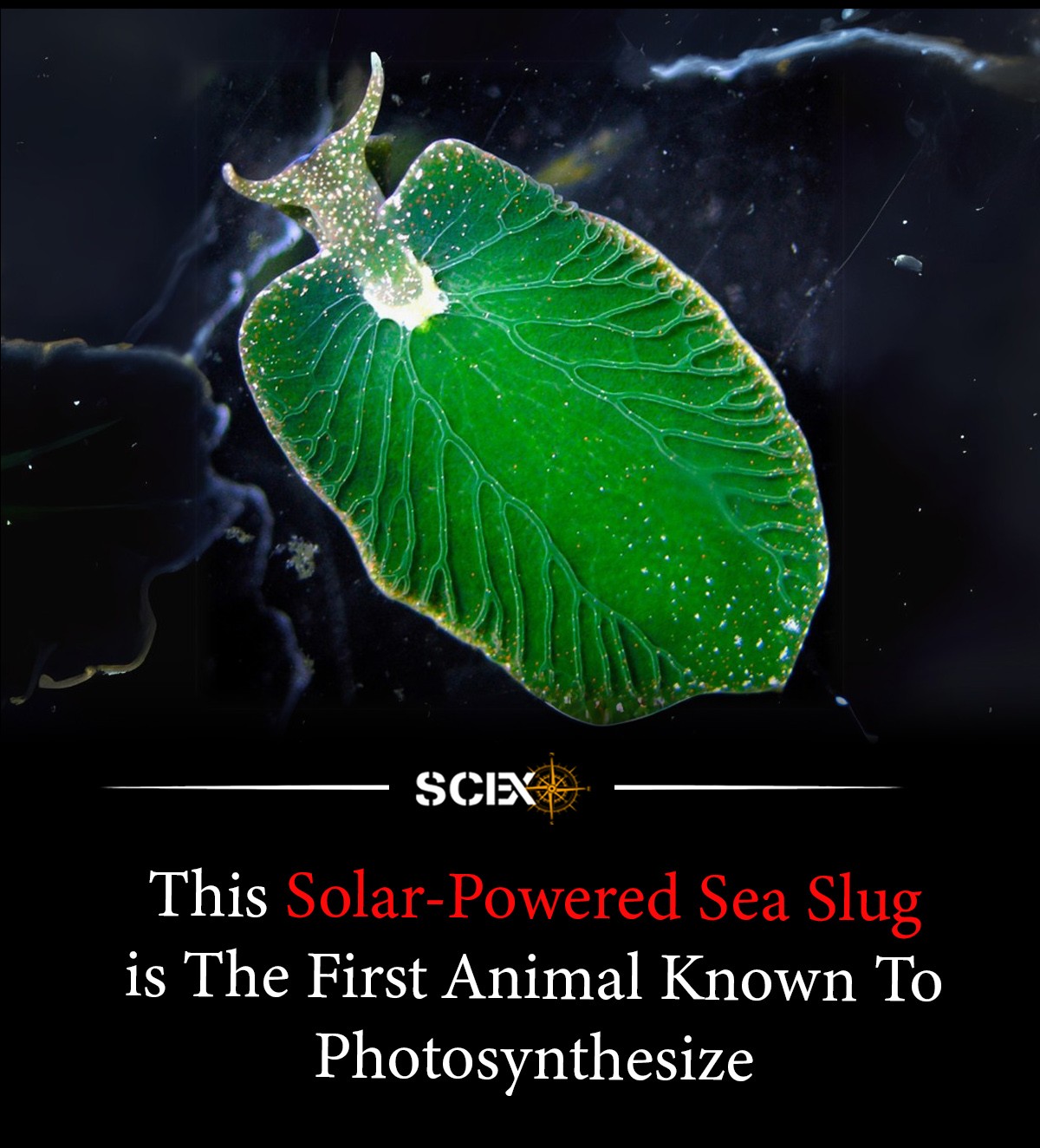 Science - This sea slug doesn’t just live in sunlight — it runs on it ...