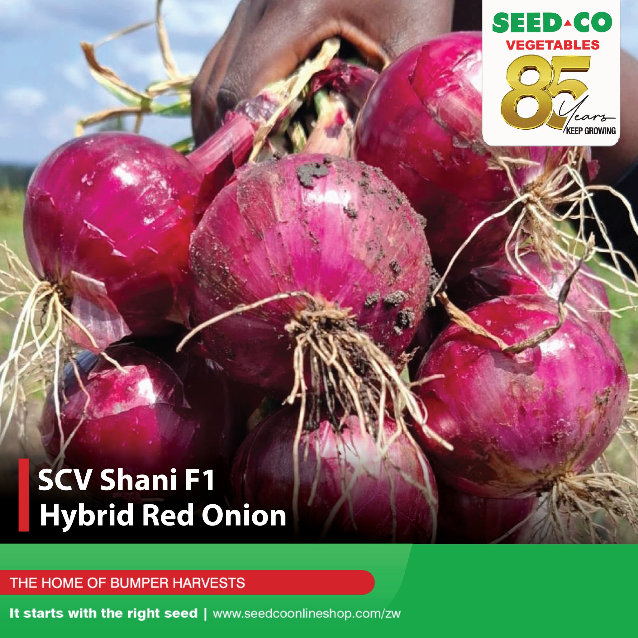 Shani F1 - the red onion farmer's... - Seed Co Vegetables Zim | Facebook