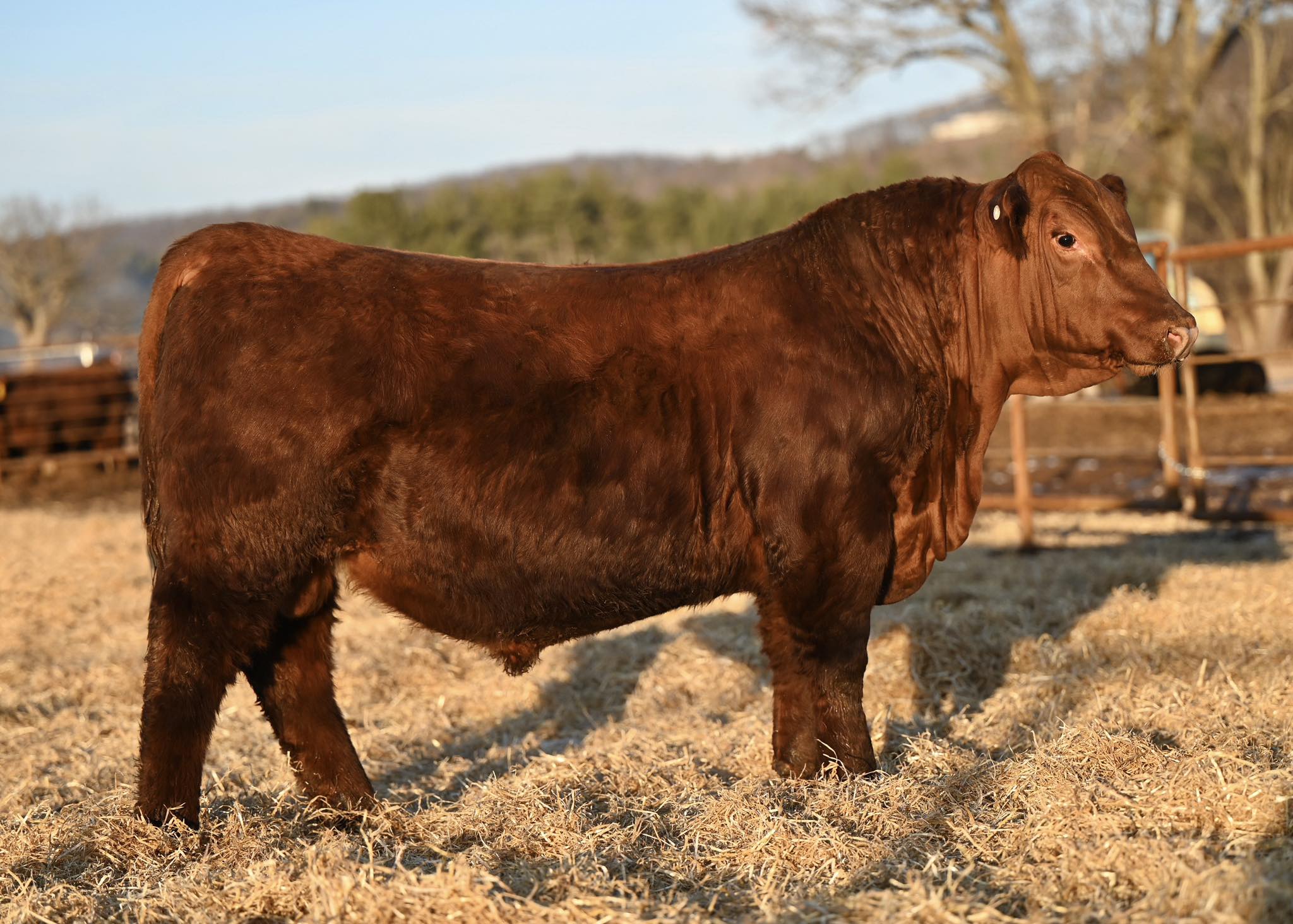 Pleasant View Farms Red Angus | Somers CT
