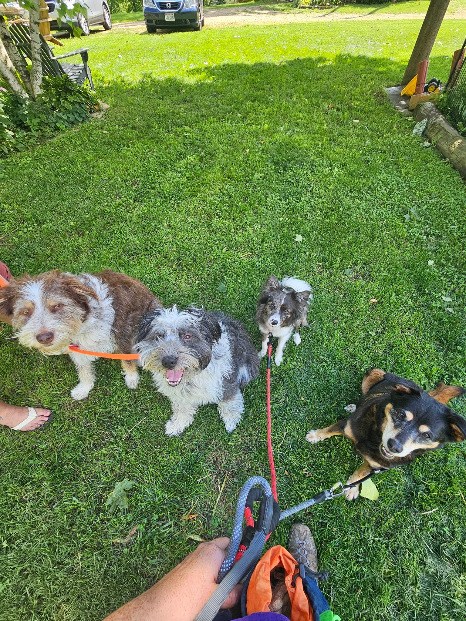 Ruff Pups | Reedsburg WI