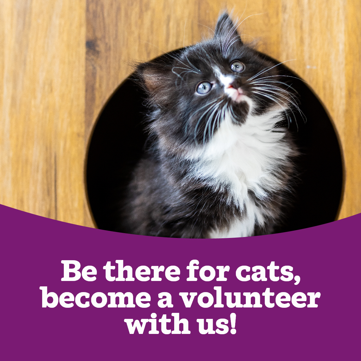 Cats - At Cats Protection we welcome volunteers with open arms, no ...
