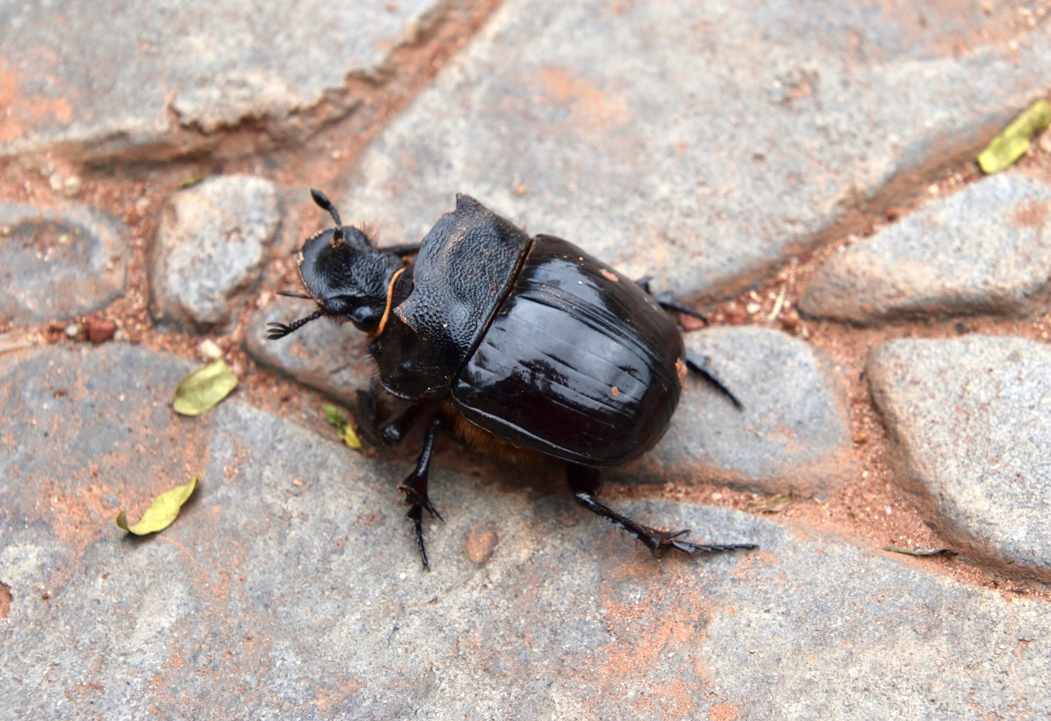 What is this 50mm Heliocopris beetle species from Central Africa?