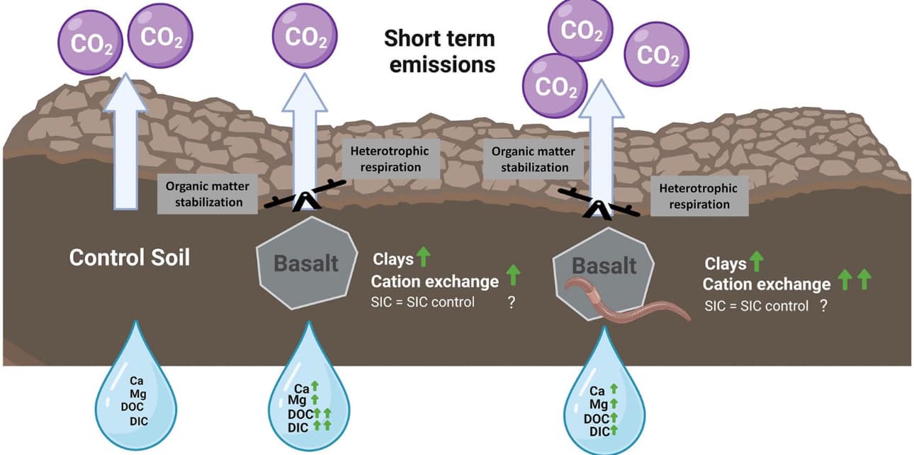 Ag - 😃 ️🪱 Earthworm effects on soil carbon dynamics 🪱🔄 🔎 Earthworms ...
