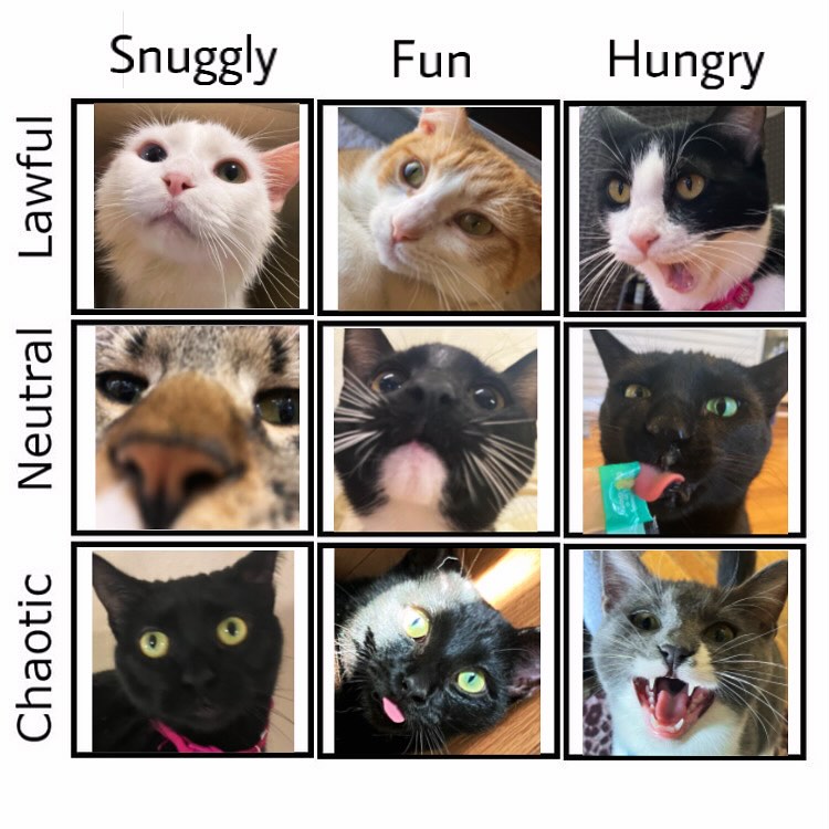 Kitty alignment chart! From top left... - The Casual Cat Cafe
